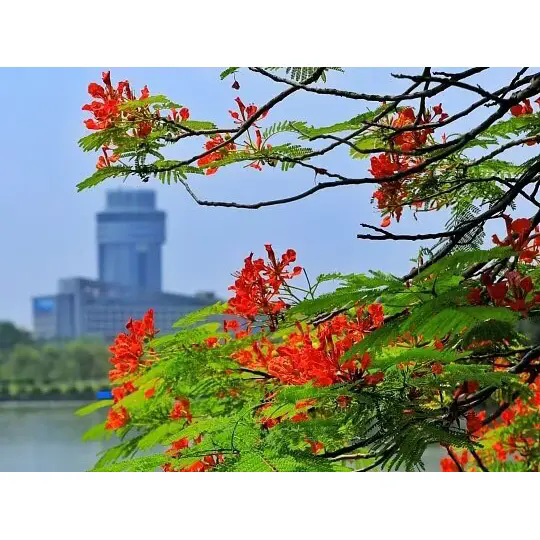 Royal Poinciana สร้างภูมิทัศน์เขตร้อนอันน่าทึ่งได้อย่างไร Royal Poinciana สร้างภูมิทัศน์เขตร้อนอันน่าทึ่งได้อย่างไร