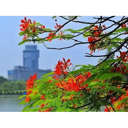 เหตุใดเรือเดินสมุทร Royal Poinciana ที่ปลูกในตู้คอนเทนเนอร์จึงทำให้ภูมิทัศน์ประสบความสำเร็จสูงสุด เหตุใดเรือเดินสมุทร Royal Poinciana ที่ปลูกในตู้คอนเทนเนอร์จึงทำให้ภูมิทัศน์ประสบความสำเร็จสูงสุด