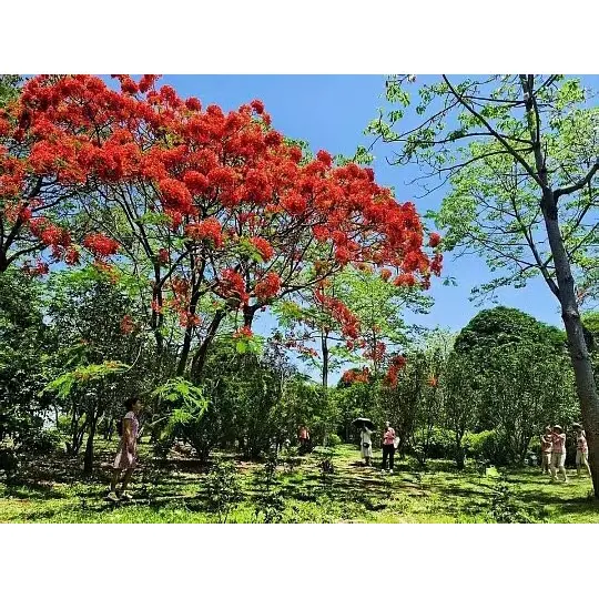 ต้นไม้ Royal Poinciana ในกระถางขยายการเข้าถึงตลาดสำหรับผู้ค้าส่งพืชได้อย่างไร ต้นไม้ Royal Poinciana ในกระถางขยายการเข้าถึงตลาดสำหรับผู้ค้าส่งพืชได้อย่างไร