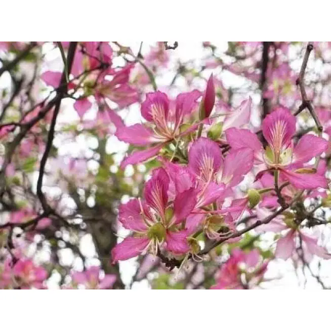 ต้นกล้วยไม้สีชมพูจะเปลี่ยนพื้นที่ในร่มและกลางแจ้งให้สวยงามยั่งยืนได้อย่างไร ต้นกล้วยไม้สีชมพูจะเปลี่ยนพื้นที่ในร่มและกลางแจ้งให้สวยงามยั่งยืนได้อย่างไร