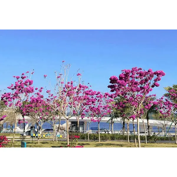 อะไรทำให้ต้นทรัมเป็ตสีม่วงเป็นตัวเลือกในอุดมคติสำหรับโครงการภูมิทัศน์อันน่าทึ่ง อะไรทำให้ต้นทรัมเป็ตสีม่วงเป็นตัวเลือกในอุดมคติสำหรับโครงการภูมิทัศน์อันน่าทึ่ง