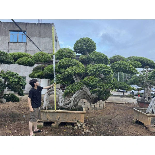 ต้นบอนไซ Ficus Microcarpa