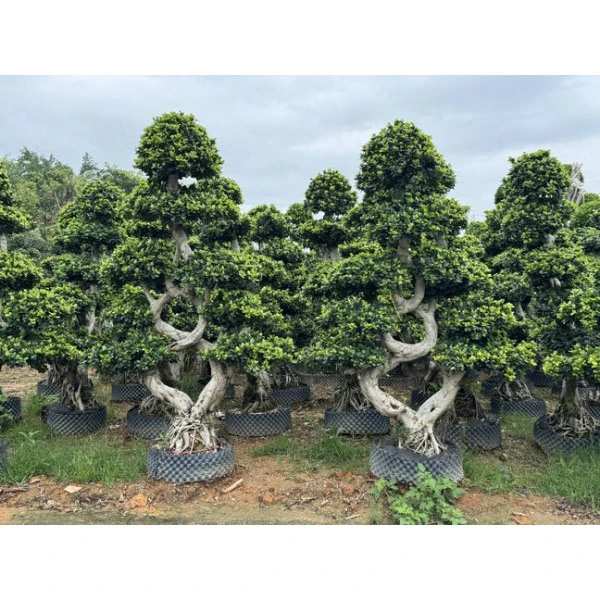 ต้นไม้ถนน Ficus Microcarpa