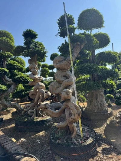 Ficus Microcarpa Liners