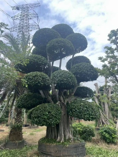 Ficus Microcarpa Liners