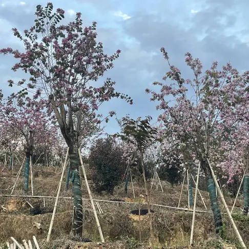 Specimen Pink Orchid Tree
