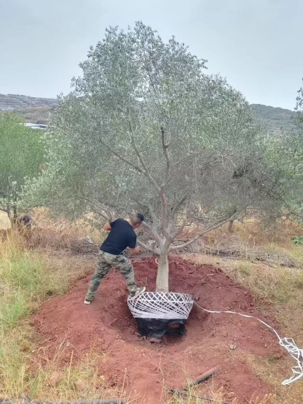 Specimen Olive Tree