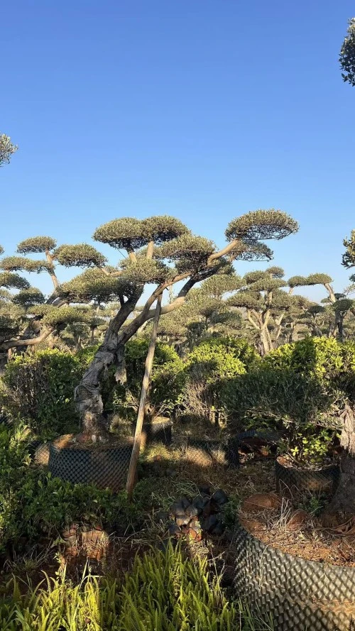 Specimen Olive Tree