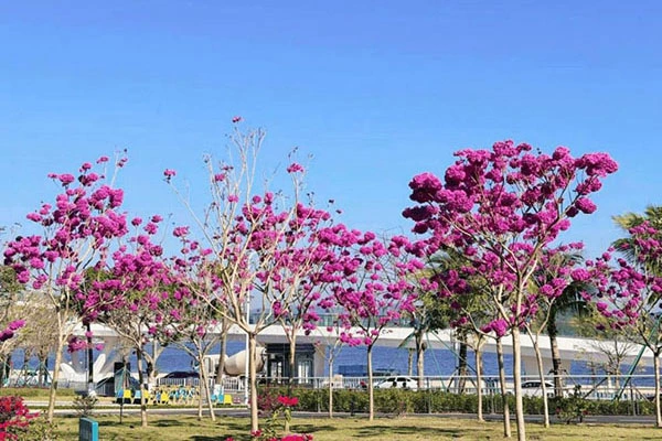 Pink Trumpet Street Trees