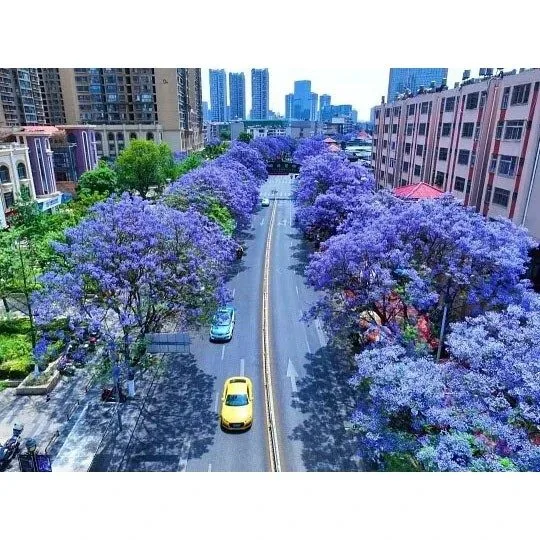 ต้นไม้ถนน Jacaranda
