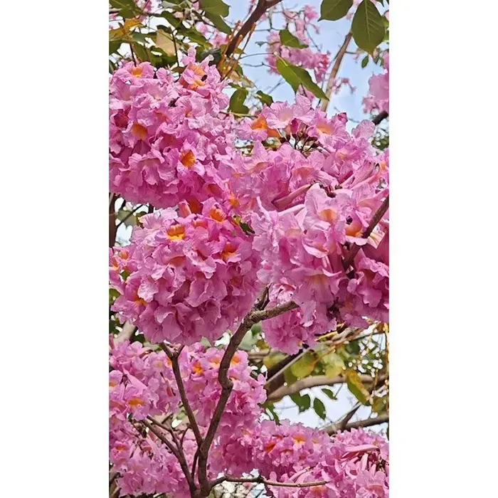 บอนไซต้นทรัมเป็ตสีม่วง
