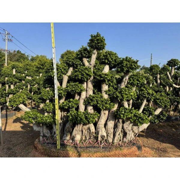 ตัวอย่างต้นไม้ Ficus microcarpa