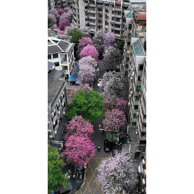 ตัวอย่างต้นกล้วยไม้สีชมพู