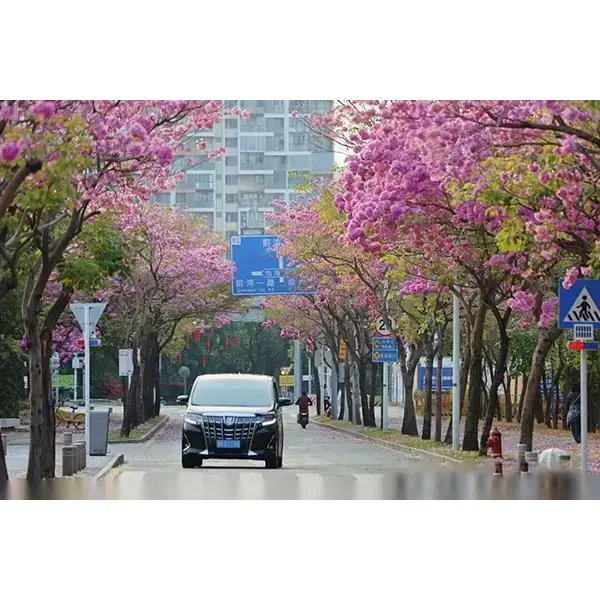 ตัวอย่างต้นทรัมเป็ตสีม่วง