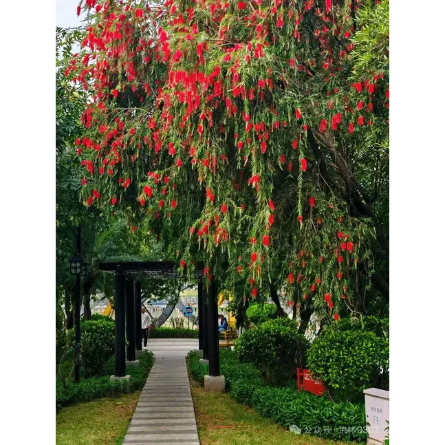 ตัวอย่างต้นไม้ Bottlebrush ร้องไห้