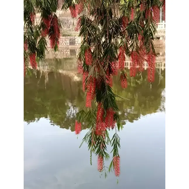 ต้นไม้ถนน Bottlebrush ร้องไห้